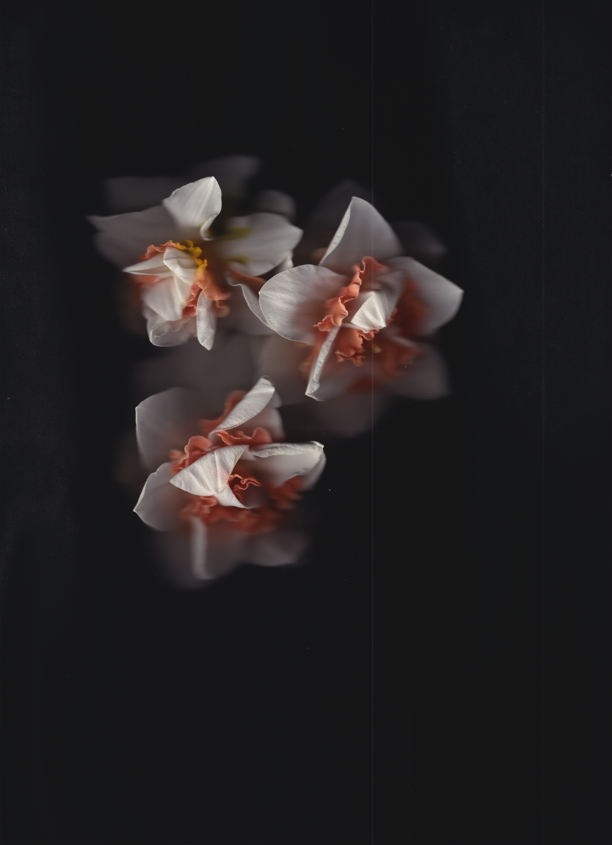 Daffodils4444ever #2