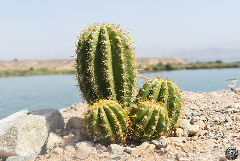 Havasu Lake Photo 68