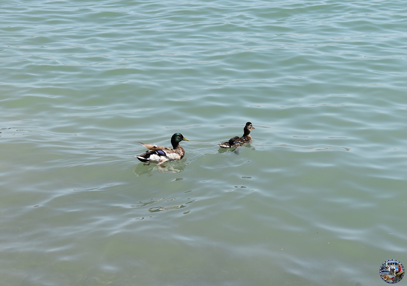 Havasu Lake Photo 48