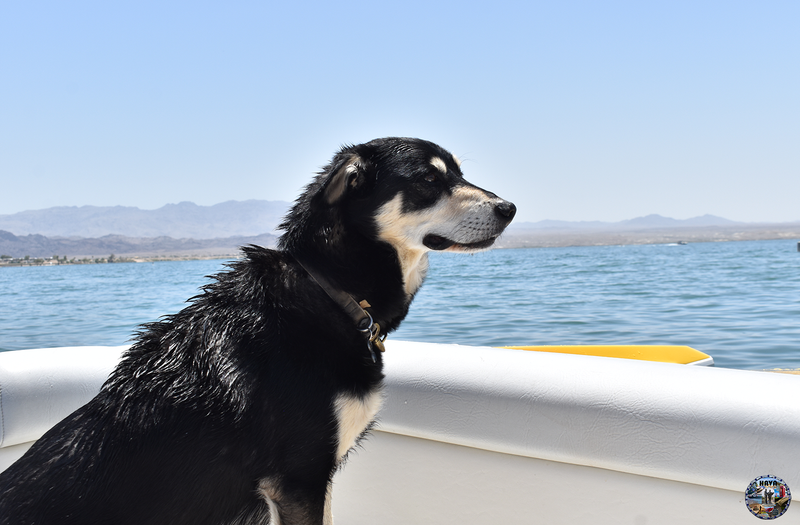 Havasu Lake Photo 32