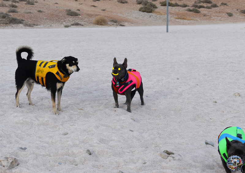 Havasu Lake Photo 23
