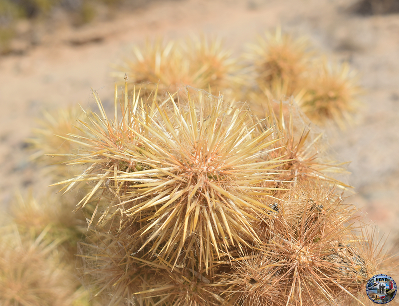 Havasu Lake Photo 20
