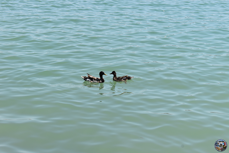 Havasu Lake Photo 95